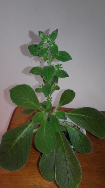 20170919_133645[1] - Kohlerii