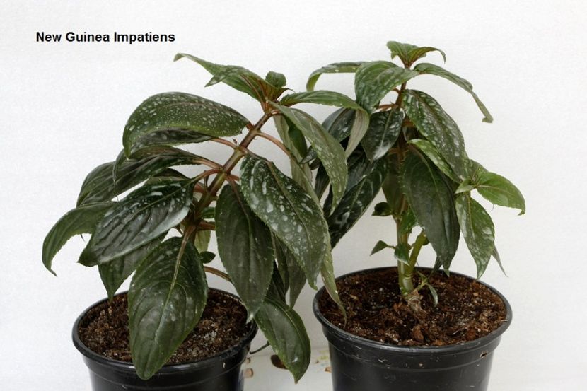 08.09.17 - 05 Impatiens- revigorare toamna