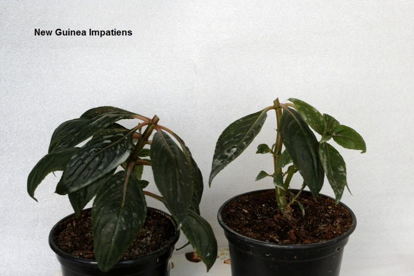 08.09.17 - 05 Impatiens- revigorare toamna