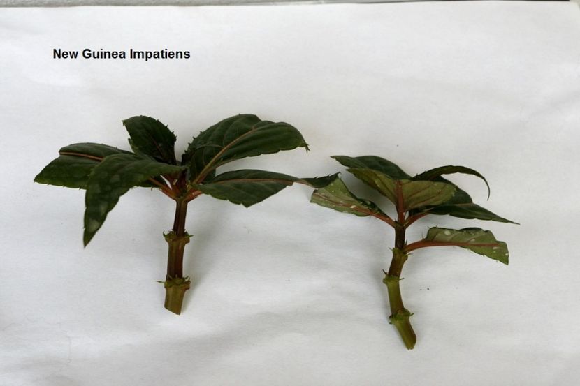 08.09.17 - 05 Impatiens- revigorare toamna