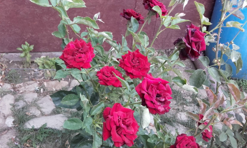  - BLACK BACCARA Meilland 2