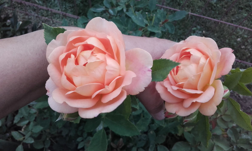  - LADY OF SHALLOT David Austin 3