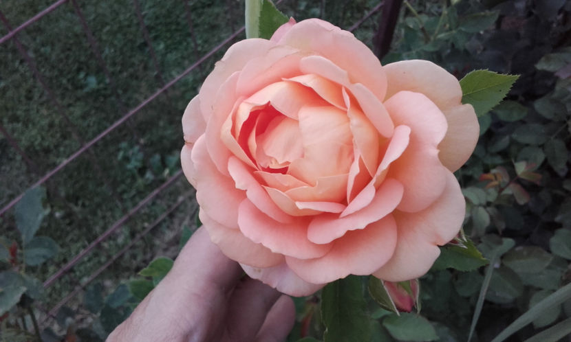  - LADY OF SHALLOT David Austin 3