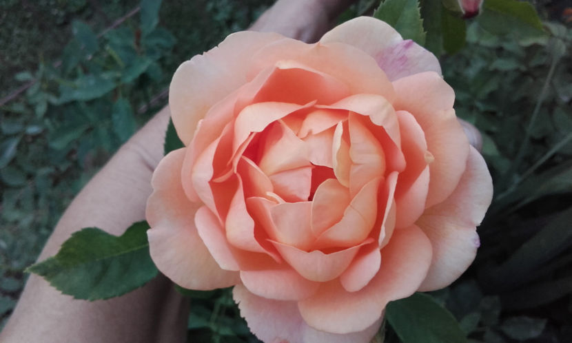  - LADY OF SHALLOT David Austin 3
