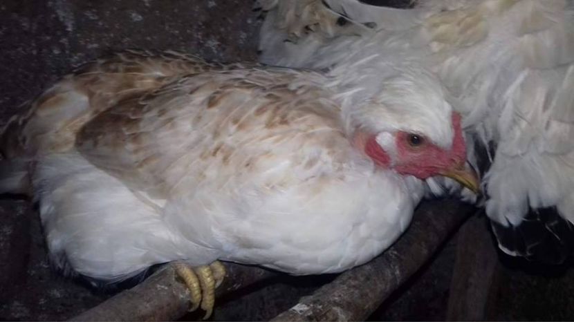  - Gaini de tara si Kabir