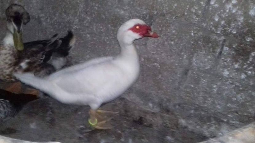 ratoi 2017 - Boboci de rata 2017