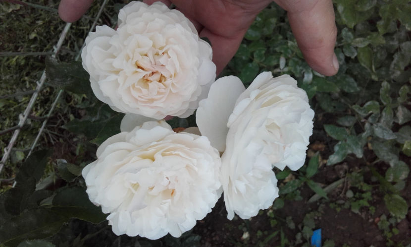  - WINCHESTER CATHEDRAL David Austin 2