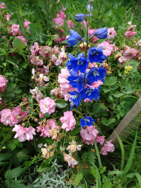 inceput de iulie - e-vara 2017