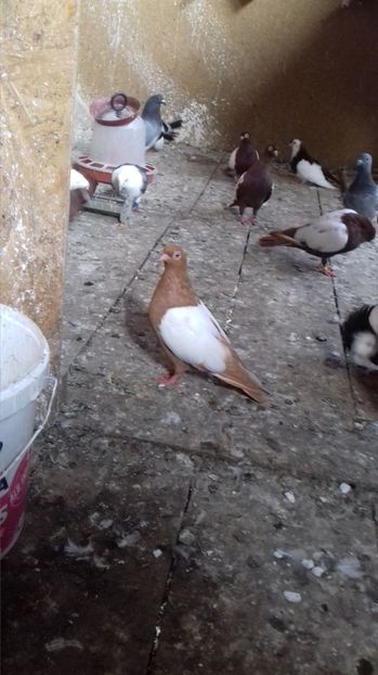  - OGLINDATI DE BUDAPESTA