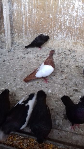  - OGLINDATI DE BUDAPESTA