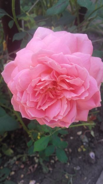  - jubilee celebration