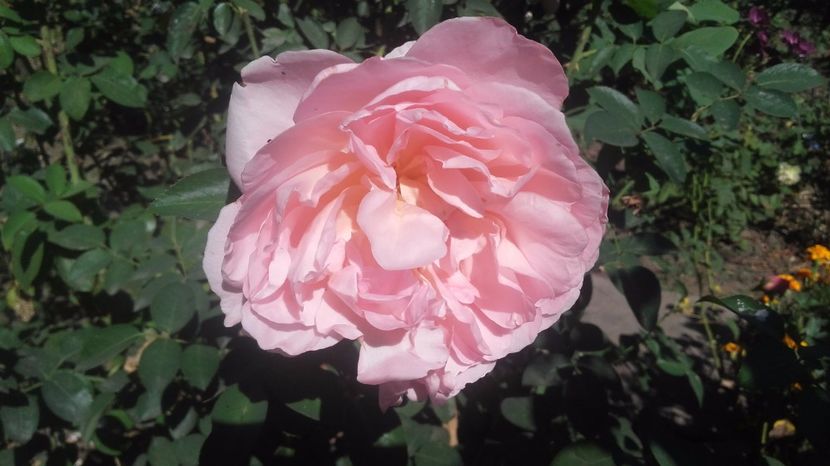  - Dames de Chenonceau