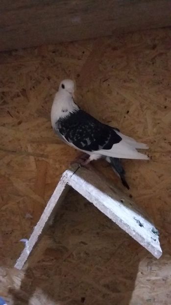 Preferatul meu - Porumbeii mei