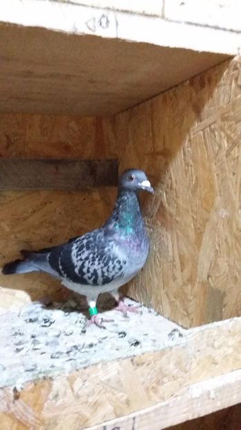 F 2014 UPC - Porumbeii mei