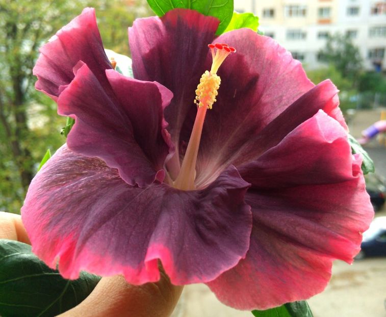  - Moorea My Blue Pearl