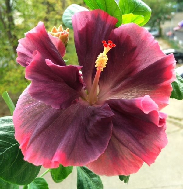  - Moorea My Blue Pearl