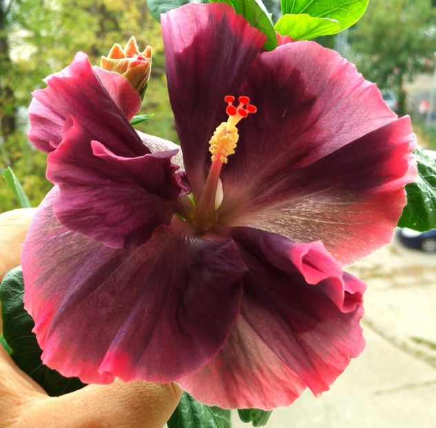  - Moorea My Blue Pearl