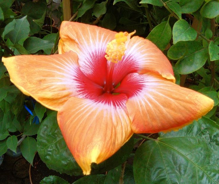  - Hibiscus Tahitian Autumn Odyssey