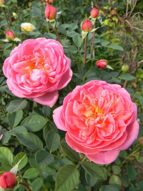 Boscobel - Trandafiri 2017