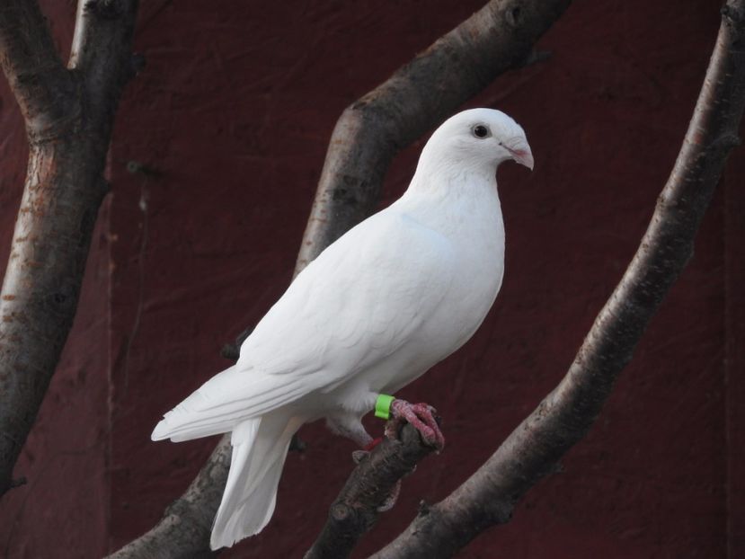  - 11 - voiajori simi