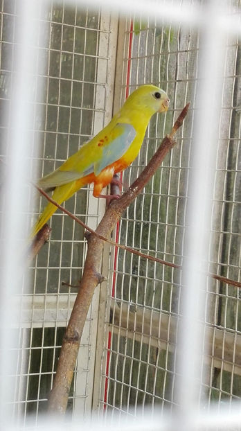 Pui(f)din prima tura - Papagali neophema
