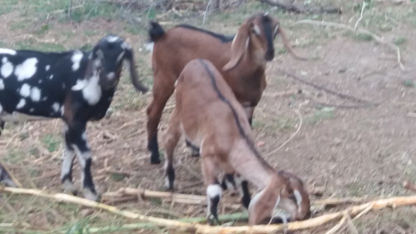  - Nubiai kecske - angol nubian capra