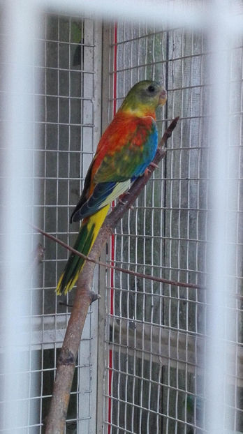 Pui(f)prima tura - Papagali neophema