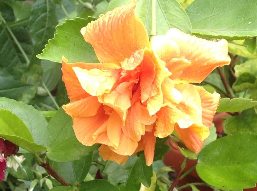  - Japonezul galben si Pasiflora