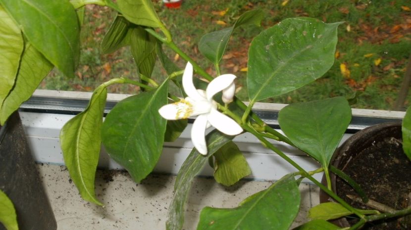 Puiet de lamai din drajon - Rezerva