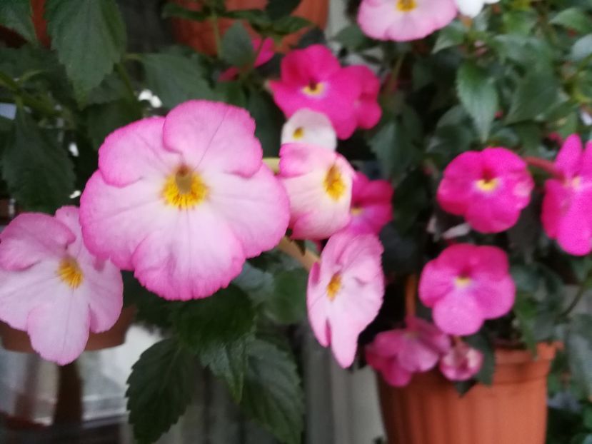  - Achimenes 2017