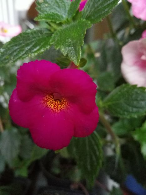  - Achimenes 2017