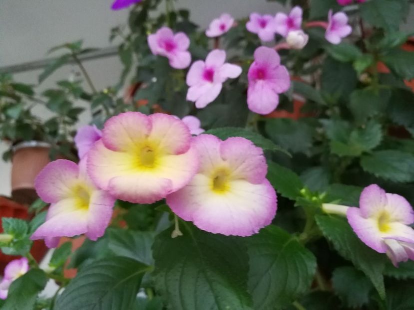  - Achimenes 2017