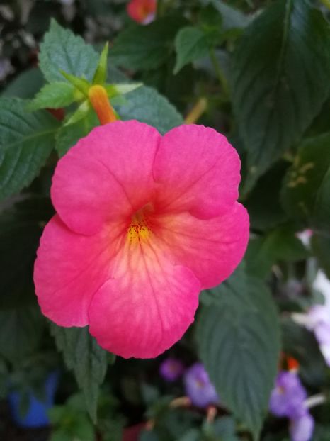  - Achimenes 2017