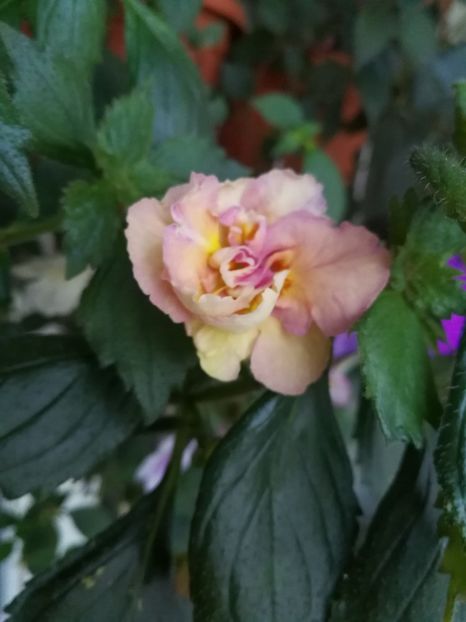  - Achimenes 2017