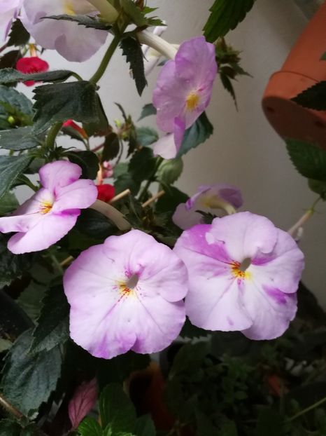  - Achimenes 2017