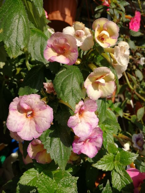  - Achimenes 2017