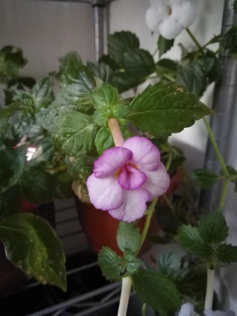  - Achimenes 2017