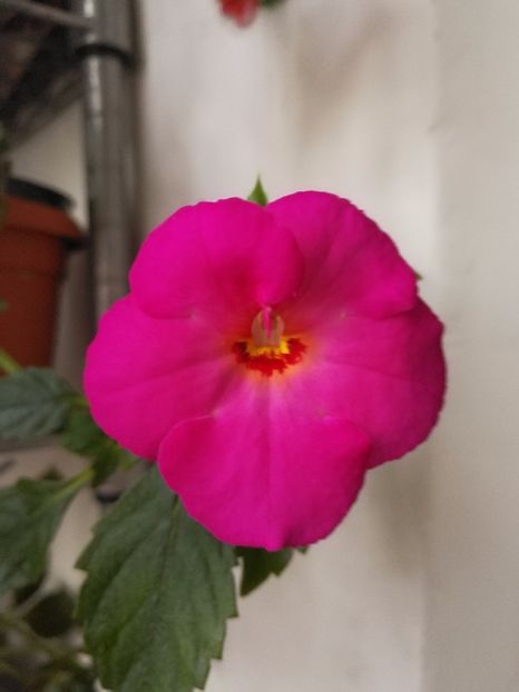  - Achimenes 2017