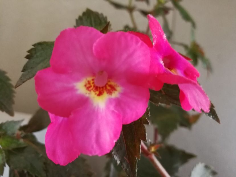  - Achimenes 2017