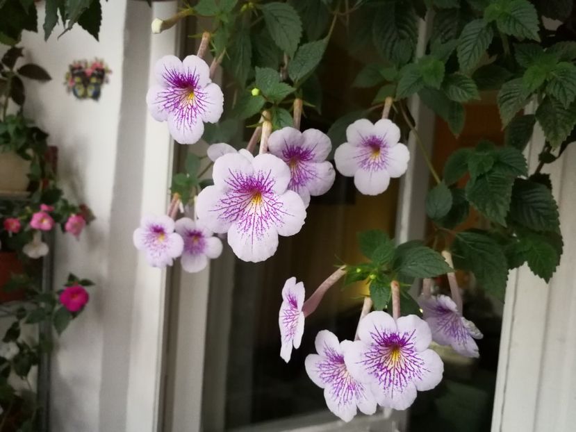  - Achimenes 2017