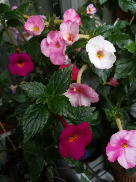  - Achimenes 2017