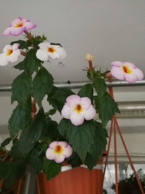  - Achimenes 2017