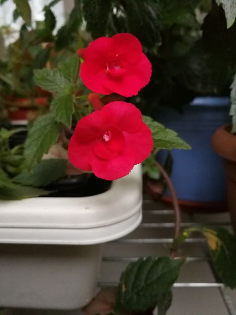  - Achimenes 2017