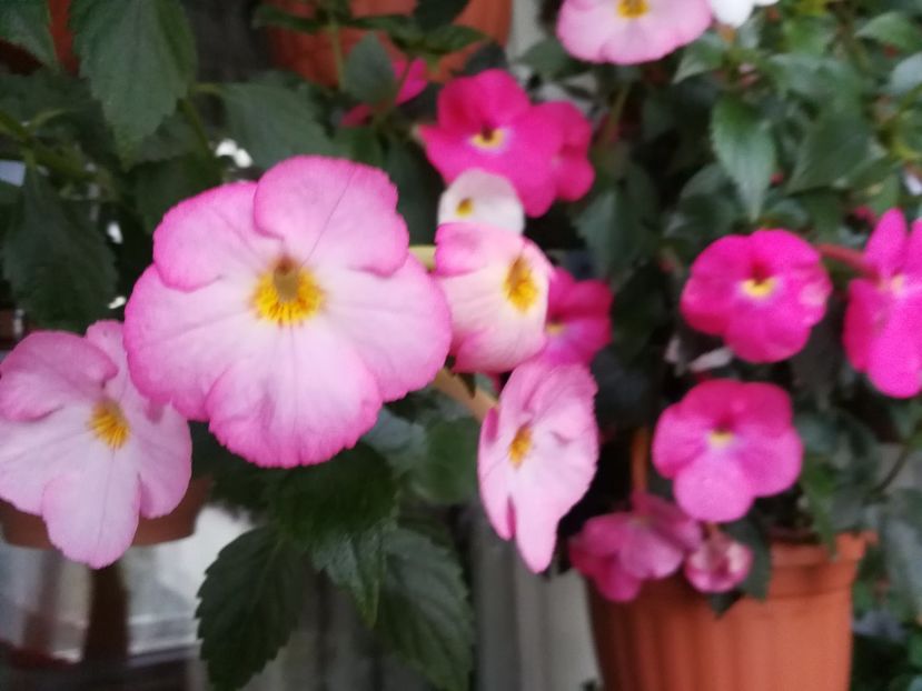  - Achimenes 2017