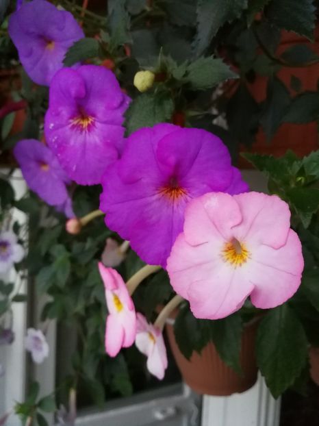  - Achimenes 2017