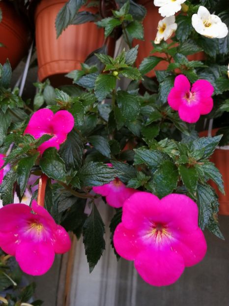  - Achimenes 2017