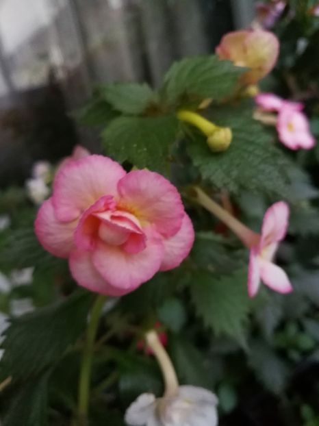  - Achimenes 2017