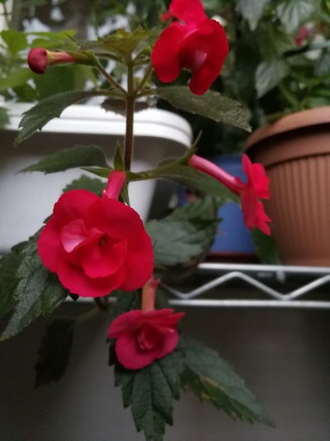  - Achimenes 2017