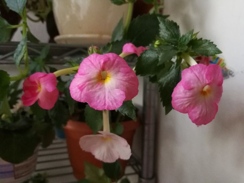  - Achimenes 2017