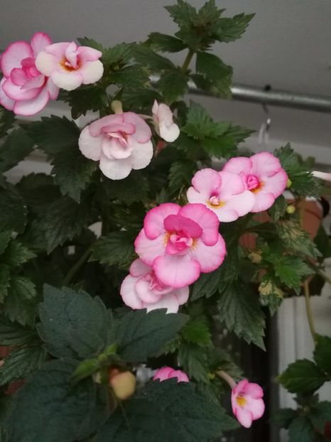  - Achimenes 2017